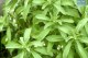 DH Herb Stevia
