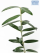 DH Olive Coratina