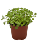ES Herb Rocket Pot