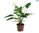 LG Anthurium White Potted