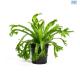 LG Aplenium Crissie