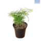 LG Asparagus Plumosa