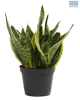 LG Sansevieria Futura Superba