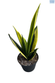 LG Sansevieria Gold Flame