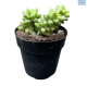 LG Sedum Donkey Tail HB