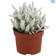 LG Senecio Mont Blanc