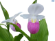 LG Slipper Orchid