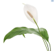 LG Spathiphyllum Giant Peace Lilly