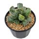 LG Succulent Adromiscnus SP Mix