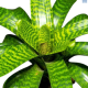 LG Bromeliad Vriesea Hieroglyphica