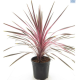 LG Cordyline Australis Southern Splendour