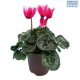 LG Cyclamen 12cm