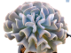 LG Echeveria Cubic Frost