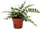 LG Fern Button (Pellea rotundifolia) 12cm