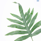 LG Fern Pteris cretica albolineata
