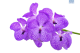 LG Orchid Vanda