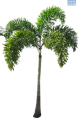 LG Palm Foxtail Palm Wodyetia Bifurcata