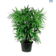 LG Palm Lady Finger Rhapis Excelsa Large