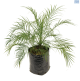 LG Palm Miniture Date 3 Palm per Bag Phoenix roebelenii