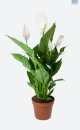 LG Peace Lily Spathyphyllum Sweet Chico
