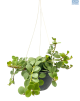 LG Peperomia Tetraphylla Hope Hanging