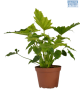LG Philodendron Shanghri la