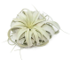 LG Tillandsia Xerographica