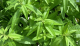 NF Verbena Ass