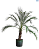 Palm Miniature Date 15L