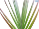 Palm Red Princess 1L
