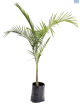 Palm Seaforthia 15L
