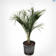 Palm Triangle 5L
