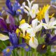 Dutch Iris Mixed