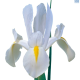 Dutch Iris White
