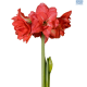 Hadeco Amarylis Ballerina