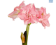 Hadeco Amaryllis Rozetta