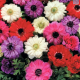 Hadeco Anemone De Caen Reg