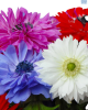 Hadeco Anemone St Brigid Reg