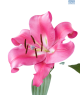 Hadeco Liliums Robina