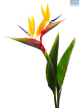 Strelitzia Reginae 15L