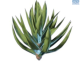 GG Yucca