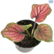 LG Caladium Flamingo