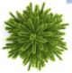 LG Conifer Top Point
