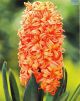 Hadeco Hyacinths Orange