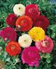 Hadeco Ranunculus Mixed Extra Large