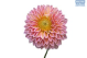BL Dahlia