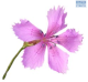 BL Diathus