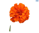 BL Marigold