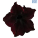 BL Petunia Sophistica