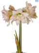 Hadeco Amaryllis Harlequin - White Pink Border